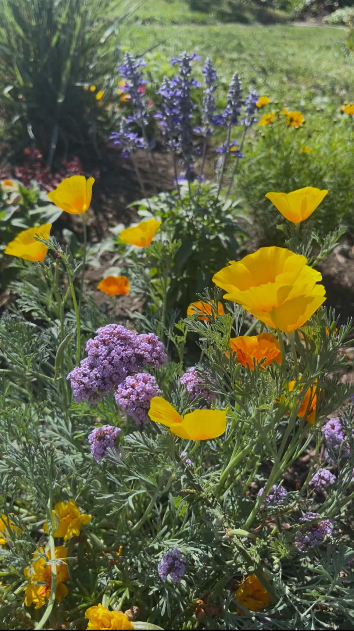 Seasonal planting with flowering plants